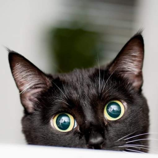 PETPROTEGE - Redes de proteção para gatos foto 2