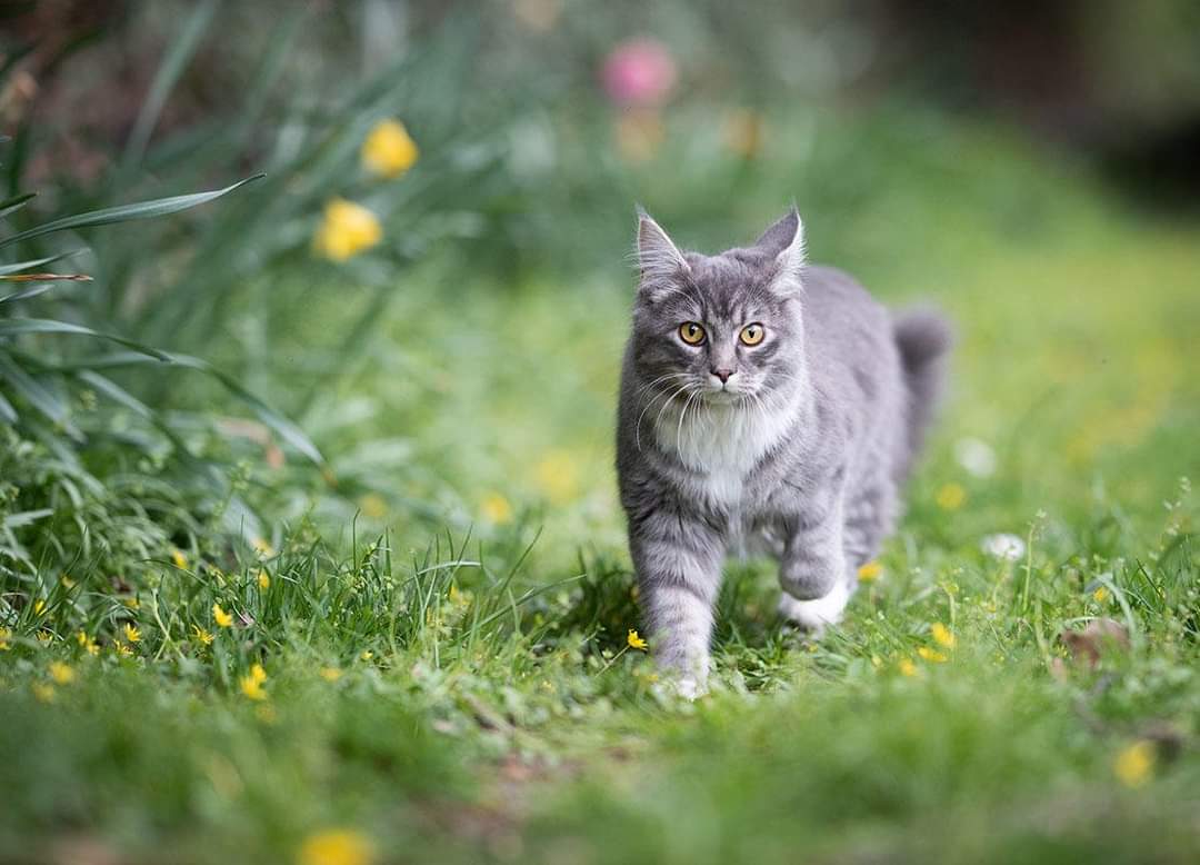 PETPROTEGE - Redes de proteção para gatos foto 4
