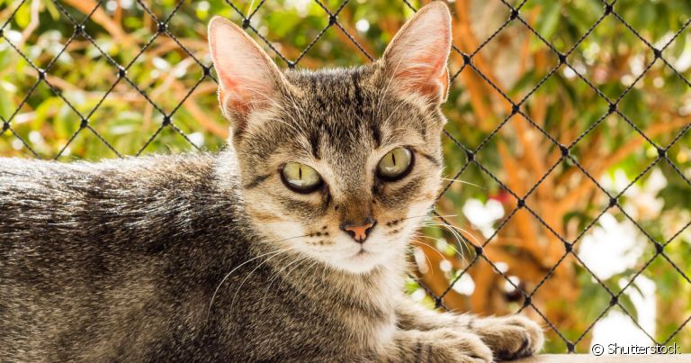 PETPROTEGE - Redes de proteção para gatos foto 9