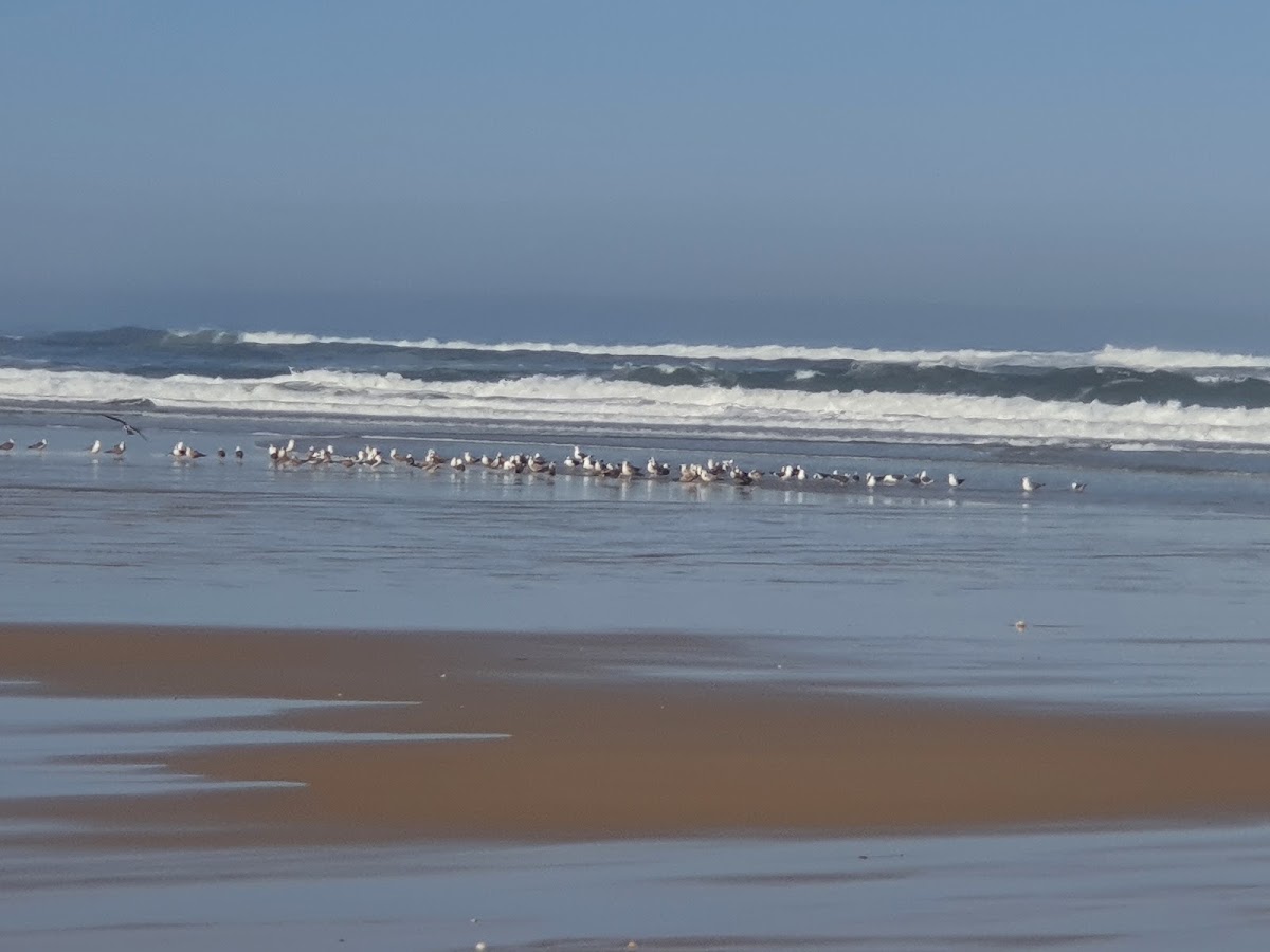 Homenagem ao Pescador da Praia da Leirosa foto 4
